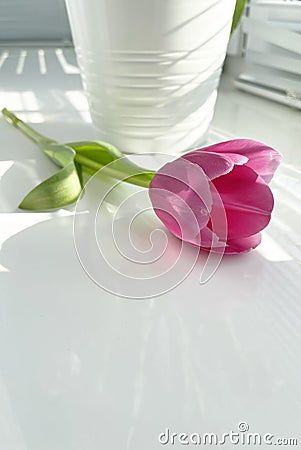 Pink tulips. Easter day, March 8, women's day, stock photo Stock Photo