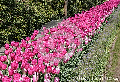 Pink tulips in a an edge garden Stock Photo