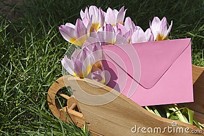 Pink tulips with envelope Stock Photo