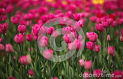 Pink tulips field Stock Photo