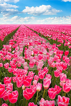 Pink tulips field view during sunny summer day Stock Photo