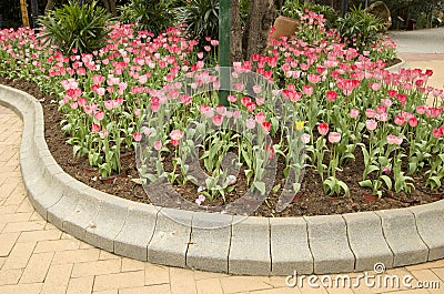 Pink tulips flower bed arranged in gadern spring Stock Photo
