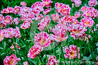 Pink tulips in flower bed Stock Photo