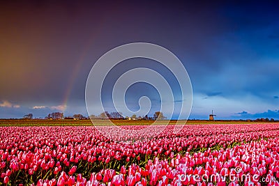 Pink tulips flowers landscape with rainbow in Holland , spring time flowers in Keukenhof Stock Photo