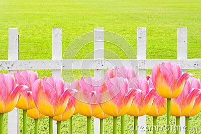 Pink Tulips , Fresh spring tulips flowers with white wooden fence Stock Photo