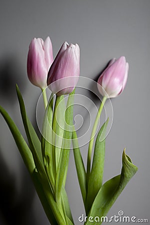 Pink tulips in a glass vase stand on the table, on a gray background Stock Photo