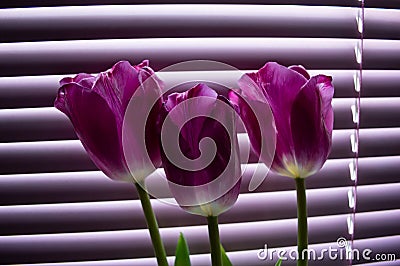 Pink tulips with green leaves on background of blinds for windows Stock Photo