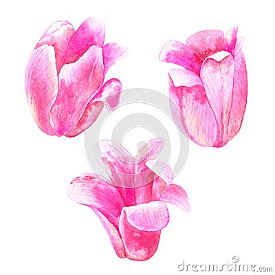 Pink tulips. Hand drawn watercolor illustration. Isolated on white background Stock Photo