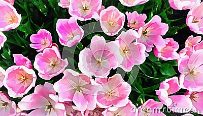 Pink tulips in Holland. The works in the style of watercolor pai Stock Photo