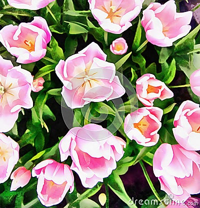 Pink tulips in Holland. The works in the style of watercolor pai Stock Photo