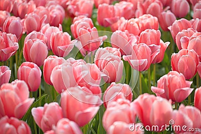 Pink tulips meadow Stock Photo