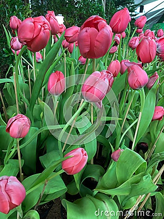 Pink tulips in the park background Stock Photo