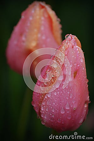 Pink Tulips Raindrops Stock Photo