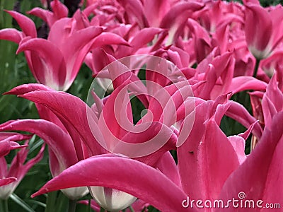 Pink tulips on the spring in Netherlands Stock Photo