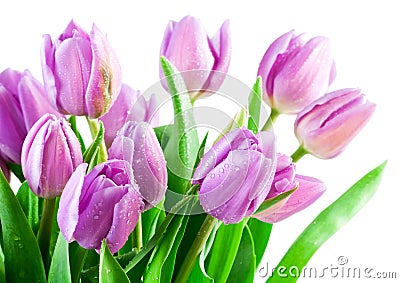 Pink tulips with water drops Stock Photo