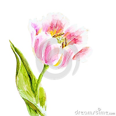 Pink tulips, watercolor painting. Stock Photo