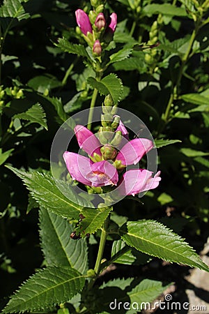 `Pink Turtlehead` flower - Chelone Obliqua Stock Photo