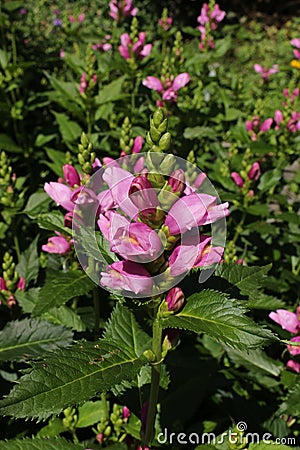 `Pink Turtlehead` flower - Chelone Obliqua Stock Photo