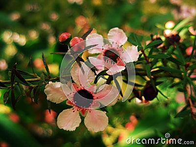 Pink twin flowers Stock Photo