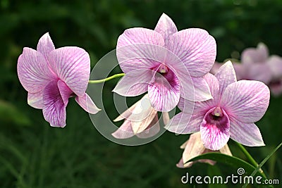 Pink veined dendrobium orchids Stock Photo