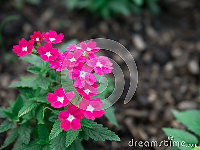 Pink verbena hybrida blossom flower. Stock Photo