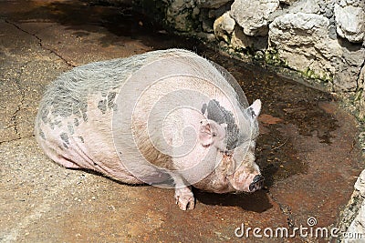 Pink Vietnamese potbellied pig Sus scrofa domesticus Stock Photo