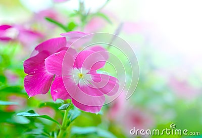 Pink vinca periwinkle flowe Stock Photo