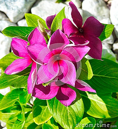 Pink Vinca Periwinkle Flower, View from Above Stock Photo