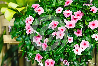 Pink Vinca Periwinkle Flowering Evergreen Ornamental Plant with flat five-petaled flowers and glossy green leaves, some contain Stock Photo