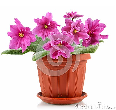 Pink violet with green leaves in pot Stock Photo