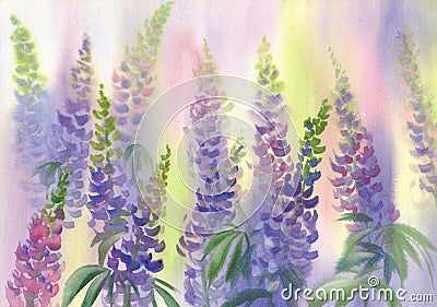 Pink and violet lupine flowers watercolor background Stock Photo