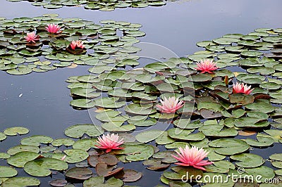 Pink water lilies blooming Stock Photo