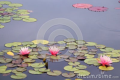 Pink water lilies blooming Stock Photo