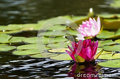 Pink Water Lilies Nymphaeaceae Stock Photo