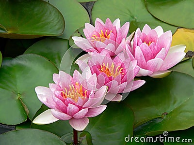 Pink Water Lillies Stock Photo