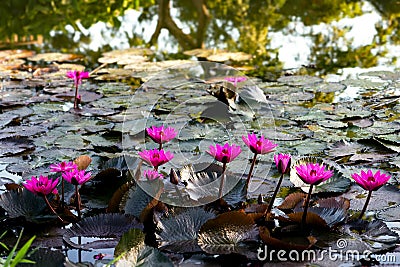 Pink water lillies in a natural pond in Trinidad and Tobago Stock Photo