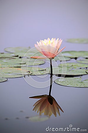 Pink water lily Stock Photo