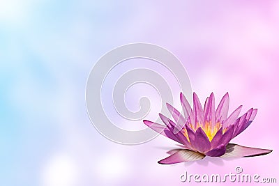 Pink water lily on expandable blur background Stock Photo