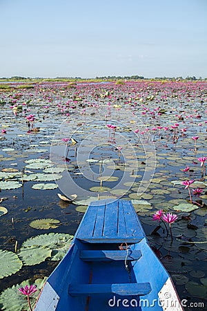 Pink water lily field in lake with boat foreground Stock Photo