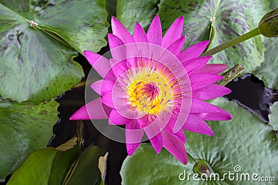 Pink Water Lily Flower Macro summer time Stock Photo