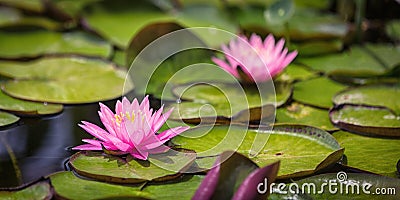 Pink Water Lily and Lily pads in pond Stock Photo