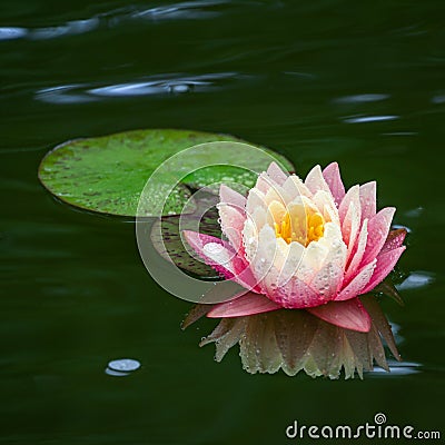 Pink water lily or lotus flower Perry`s Orange Sunset in garden pond. Close-up of Nymphaea with water drops reflected in green wat Stock Photo
