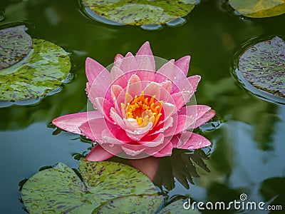 Pink water lily or lotus flower with spotty leaves against the background of greenery pond. Stock Photo