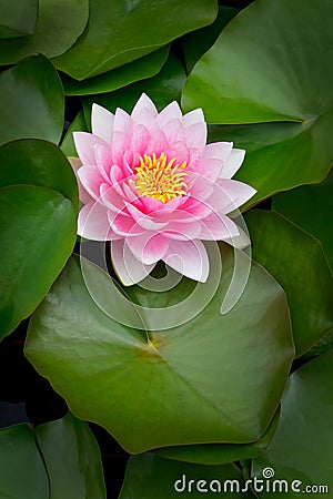 Pink water lily lotus leaves Stock Photo