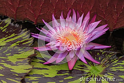 Pink Water Lily Stock Photo