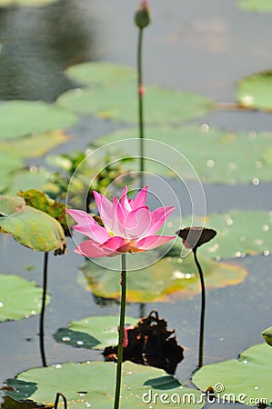 Pink Water Lily Series 4 Stock Photo
