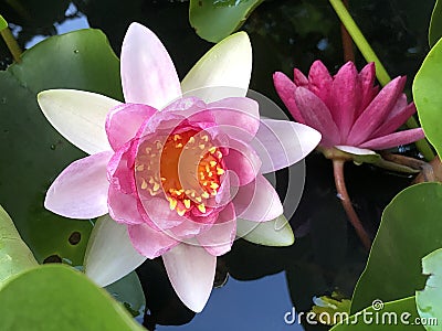 Pink Water Lily, soft, pastel Stock Photo