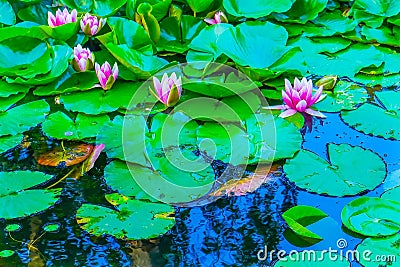 Pink Water Lily Van Dusen Garden Vancouver British Columbia Canada Stock Photo