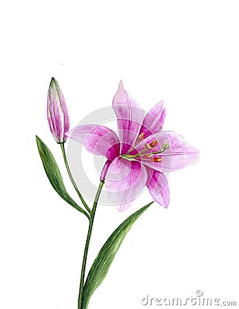 Pink watercolor lily Stock Photo