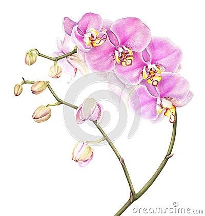 Pink watercolor phalaenopsis orchid isolated on white background. Cartoon Illustration